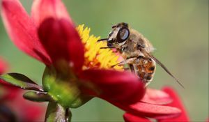 Preview wallpaper bee, flower, petals, close-up