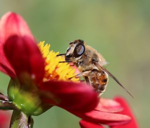 Preview wallpaper bee, flower, petals, close-up
