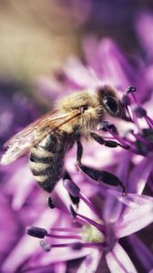 Preview wallpaper bee, flower, petals, macro, purple