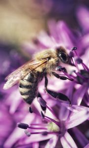 Preview wallpaper bee, flower, petals, macro, purple