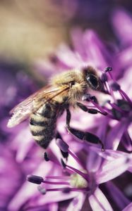 Preview wallpaper bee, flower, petals, macro, purple