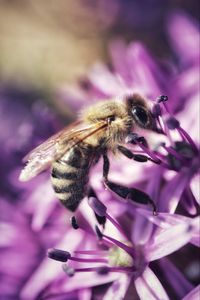 Preview wallpaper bee, flower, petals, macro, purple