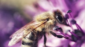 Preview wallpaper bee, flower, petals, macro, purple