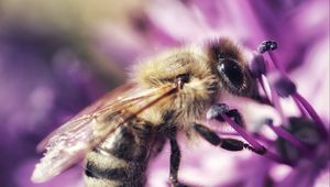 Preview wallpaper bee, flower, petals, macro, purple