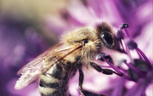 Preview wallpaper bee, flower, petals, macro, purple