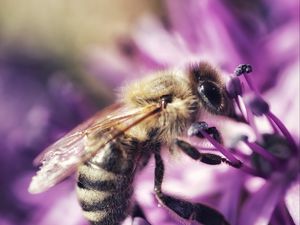 Preview wallpaper bee, flower, petals, macro, purple