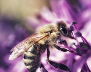 Preview wallpaper bee, flower, petals, macro, purple