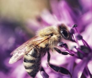 Preview wallpaper bee, flower, petals, macro, purple