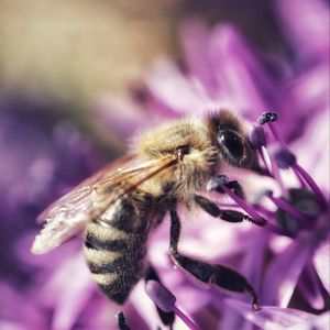 Preview wallpaper bee, flower, petals, macro, purple