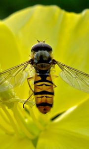 Preview wallpaper bee, flower, petals, pollen, pollination, nectar