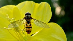 Preview wallpaper bee, flower, petals, pollen, pollination, nectar