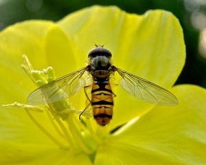 Preview wallpaper bee, flower, petals, pollen, pollination, nectar