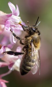 Preview wallpaper bee, flower, petals, macro, pink