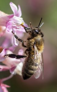 Preview wallpaper bee, flower, petals, macro, pink