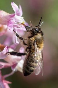 Preview wallpaper bee, flower, petals, macro, pink