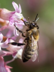 Preview wallpaper bee, flower, petals, macro, pink