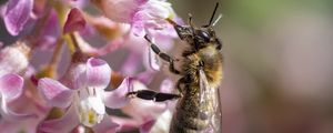Preview wallpaper bee, flower, petals, macro, pink