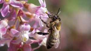 Preview wallpaper bee, flower, petals, macro, pink