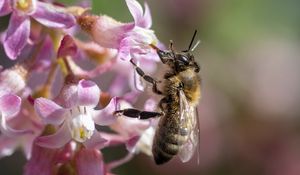 Preview wallpaper bee, flower, petals, macro, pink