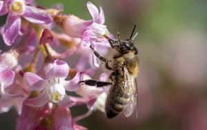 Preview wallpaper bee, flower, petals, macro, pink