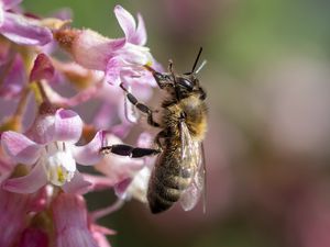 Preview wallpaper bee, flower, petals, macro, pink