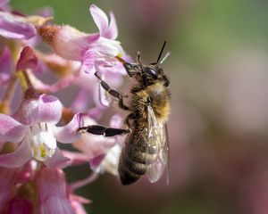 Preview wallpaper bee, flower, petals, macro, pink