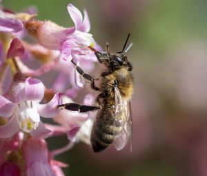 Preview wallpaper bee, flower, petals, macro, pink