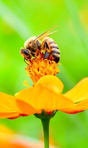 Preview wallpaper bee, flower, petals, macro, yellow