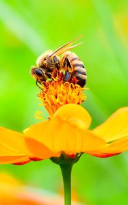 Preview wallpaper bee, flower, petals, macro, yellow