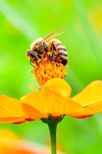 Preview wallpaper bee, flower, petals, macro, yellow
