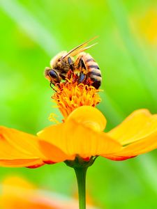 Preview wallpaper bee, flower, petals, macro, yellow