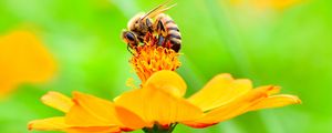 Preview wallpaper bee, flower, petals, macro, yellow