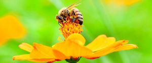 Preview wallpaper bee, flower, petals, macro, yellow