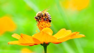 Preview wallpaper bee, flower, petals, macro, yellow