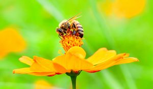 Preview wallpaper bee, flower, petals, macro, yellow
