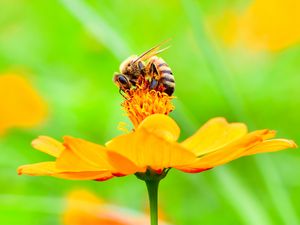 Preview wallpaper bee, flower, petals, macro, yellow