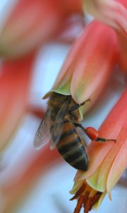 Preview wallpaper bee, flower, petals, pollination