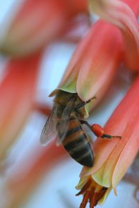 Preview wallpaper bee, flower, petals, pollination