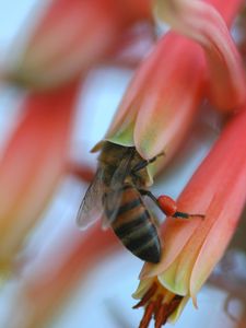 Preview wallpaper bee, flower, petals, pollination