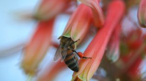 Preview wallpaper bee, flower, petals, pollination