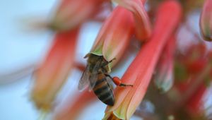 Preview wallpaper bee, flower, petals, pollination