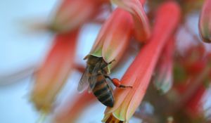 Preview wallpaper bee, flower, petals, pollination