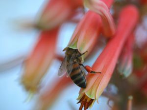 Preview wallpaper bee, flower, petals, pollination