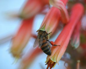 Preview wallpaper bee, flower, petals, pollination