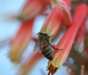 Preview wallpaper bee, flower, petals, pollination