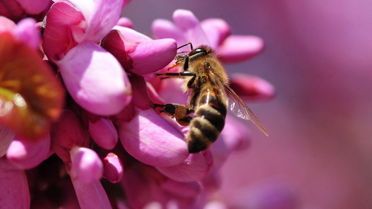 Wallpaper bee, flower, pink, pollination