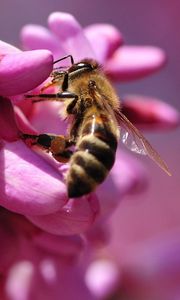 Preview wallpaper bee, flower, pink, pollination