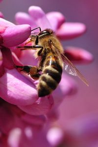 Preview wallpaper bee, flower, pink, pollination