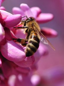 Preview wallpaper bee, flower, pink, pollination