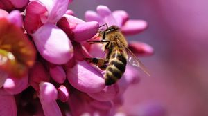 Preview wallpaper bee, flower, pink, pollination